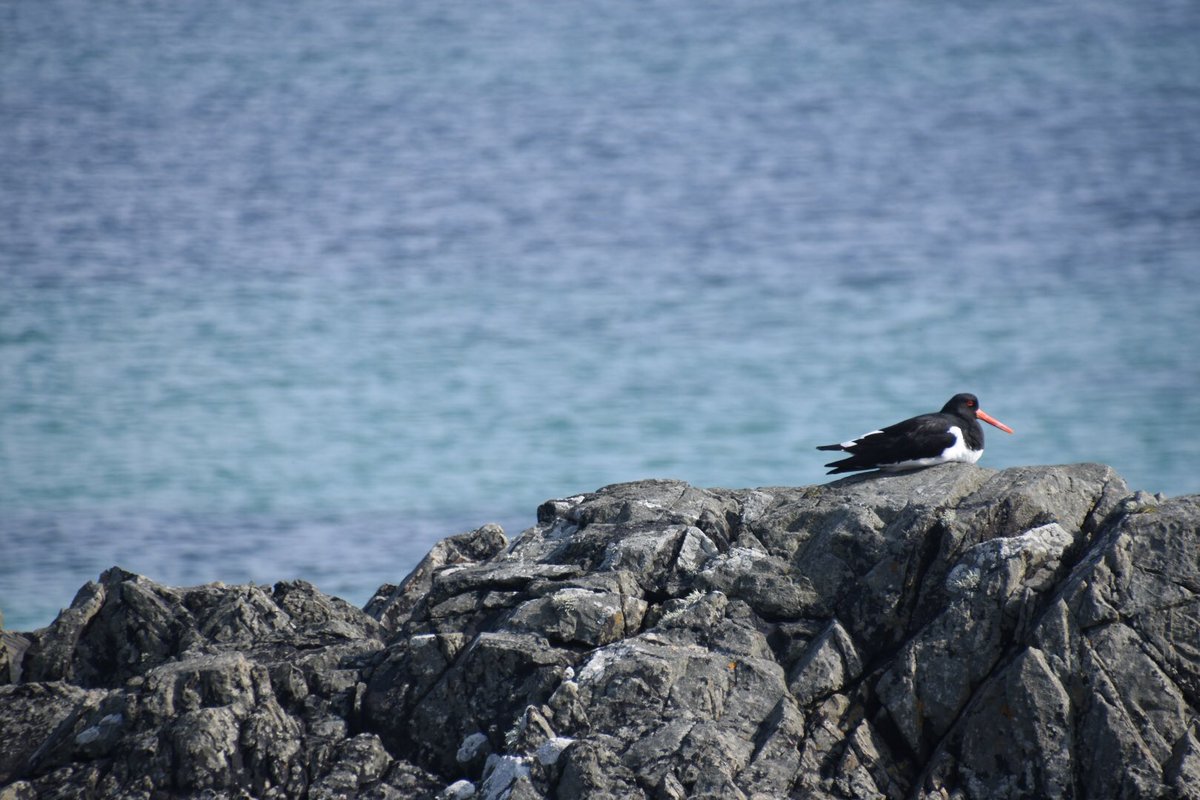 inglis_ali's tweet photo. Oyster-catching some rays 🌞#seabirds #nature #isleofmull #scotland #nikond3500 #snapbridge #nofilter https://t.co/HleiOiLPK1