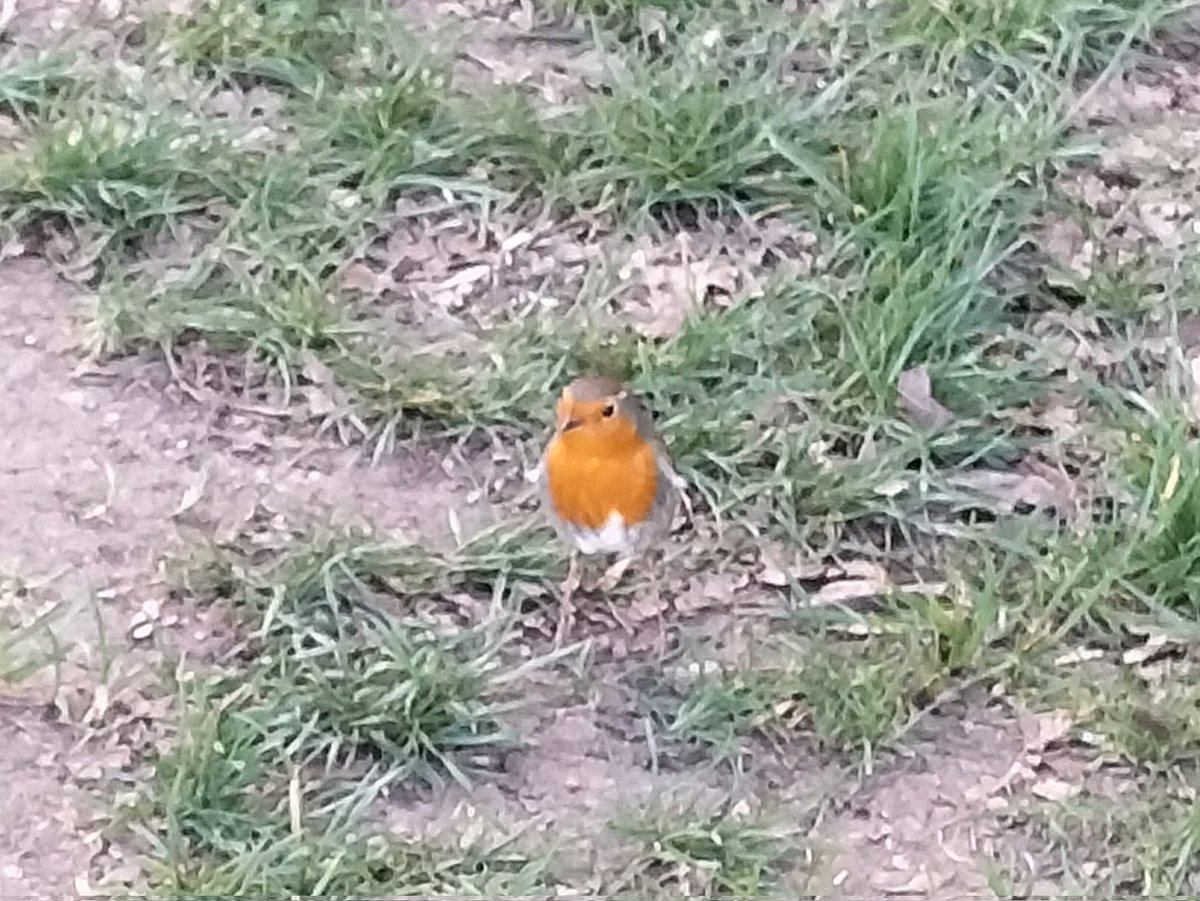 EmptyMin's tweet photo. #365photos #90 #PictureOfTheDay #robin #friendlybird just came to say hello https://t.co/kQe9040vm9