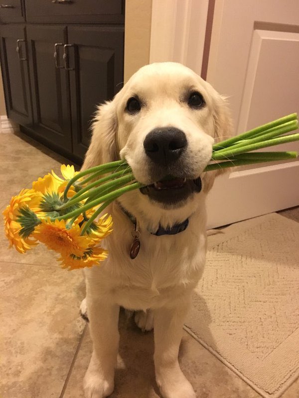 dog_rates's tweet photo. This is Oliver. He wanted you to have these flowers. Picked them out himself. Hopes they’re your favorite color. 14/10 thank you Oliver https://t.co/Amknm5sOJ8