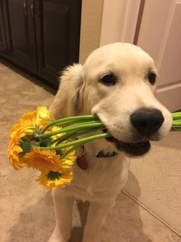 This is Oliver. He wanted you to have these flowers. Picked them out himself. Hopes they’re your favorite color. 14/10 thank you Oliver