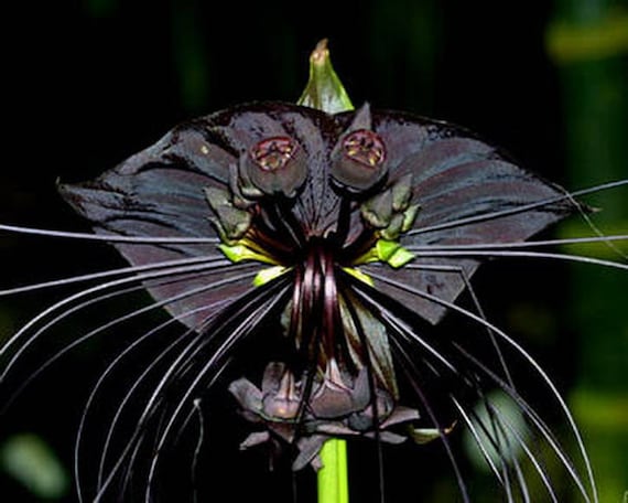 masterofheroism's tweet photo. For very specific reasons, I have decided to give Roxanne mere flowers from now on! I was thinking perhaps a BAT FLOWER. BEHOLD!!! Isn't it FANTASTIC?! #megamind #BatFlower https://t.co/g1M3p6re4X