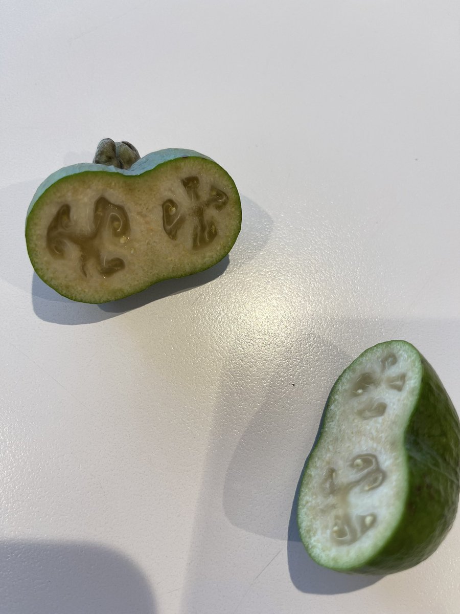 Double feijoas are good luck too right? #feijoa #yum