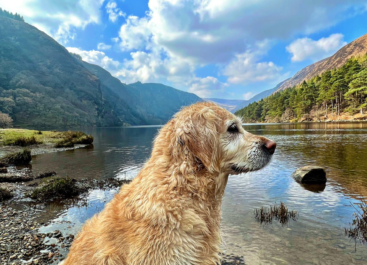 OxfordDiplomat's tweet photo. "No matter how little money and how few possessions you own, having a dog makes you rich” - Louis Sabin https://t.co/1A76ITo9GD