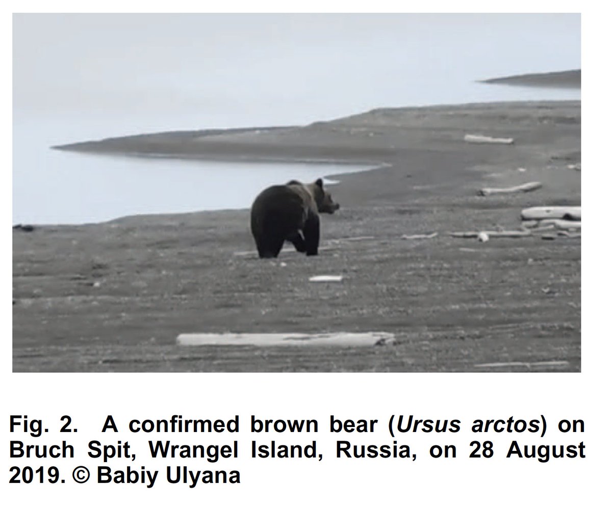 New paper in Ursus provides 1st evidence of brown bears on Wrangel Island, Russia. That bear crossed a lot of sea ice to get to the core of polar bear habitat.