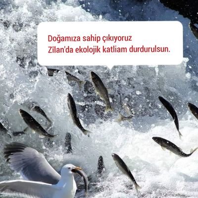 #ZilanÖlüyor 4300 bitki türü yanında Su Samuru, Zilan Bıyıklı Balığı, Benekli Semender gibi endemik türlerin yaşadığı vadiyi besleyen dere aynı zamanda İnci Kefali’nin yumurtlama alanıdır. <a href="/serhat_news/">Serhat NEWS</a> <a href="/PolenEkoloji/">POLEN Ekoloji Kolektifi</a> <a href="/yeniyasamgazete/">Yeni Yaşam Gazetesi</a> 
<a href="/egitimsen/">Eğitim Sen</a> <a href="/YesilSolCankaya/">Yeşil Sol Parti Çankaya</a> <a href="/tcvanvaliligi/">T.C. Van Valiliği 🇹🇷</a>