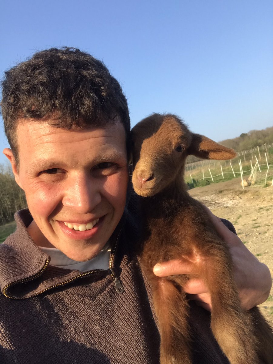 Les premiers agneaux solognots nés à Ingrandes de Touraine #ingrandesdetouraine #bourgueil #solognot