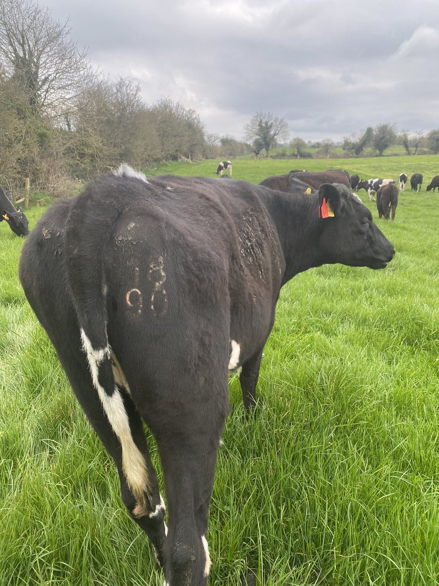 a_whyte15's tweet photo. Heifer freezebrands coming nicely after 3 weeks, ideal time to get maidens done before breeding  https://t.co/NL8LlIca7n https://t.co/e7IoPLqlfm
