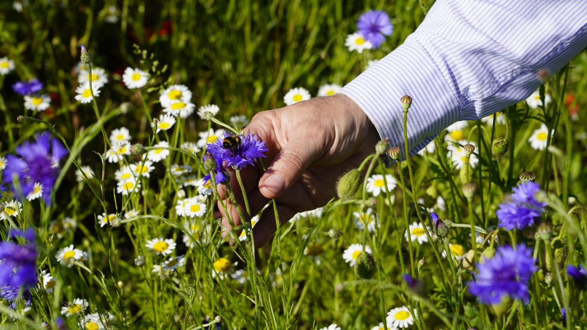 The competition marks our 20-year collaboration with #RawcliffeBridge Farm🥳

Which has allowed us to understand how to balance intensive farming and wildlife management. It has taught us how a productive arable farm can improve the natural environment, without sacrificing yield!