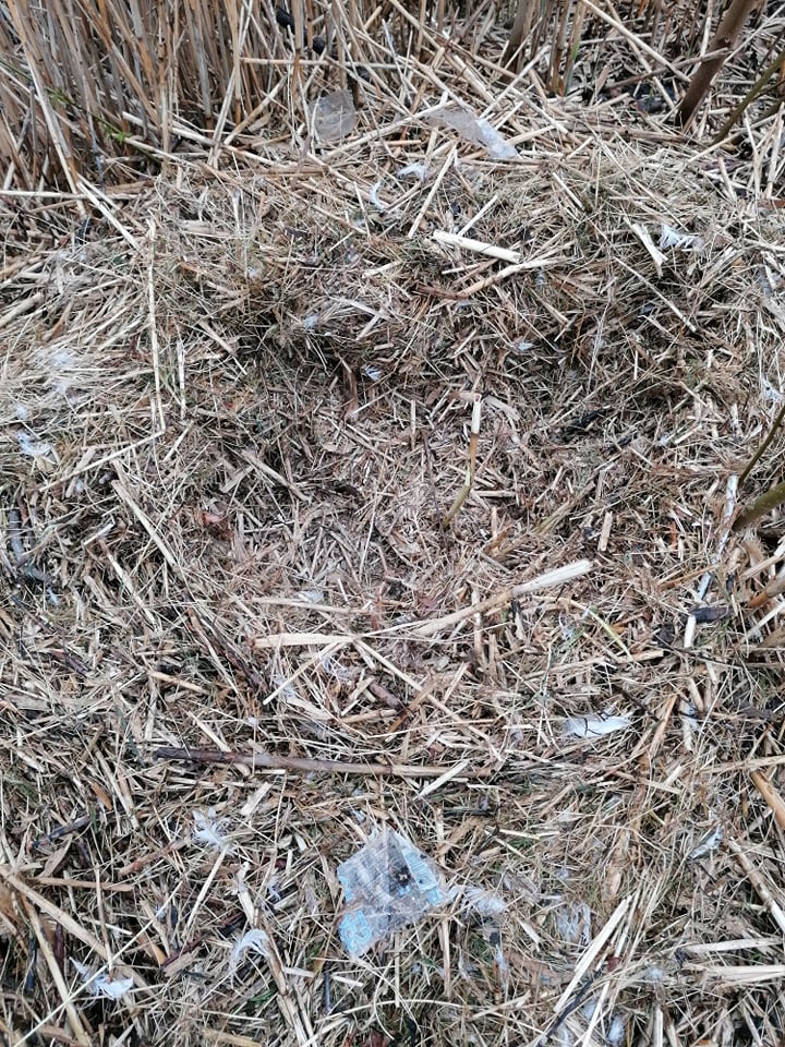 POL_Almere_Stad's tweet photo. *** Zwaneneieren gestolen ***
In de Filmwijk blijken deze week 6 eieren uit een zwanennest gestolen. Wij zijn opzoek naar mensen die ons meer informatie kunnen geven.
Meer info: https://t.co/7A1kFNU87r https://t.co/OR4BV4bwq8