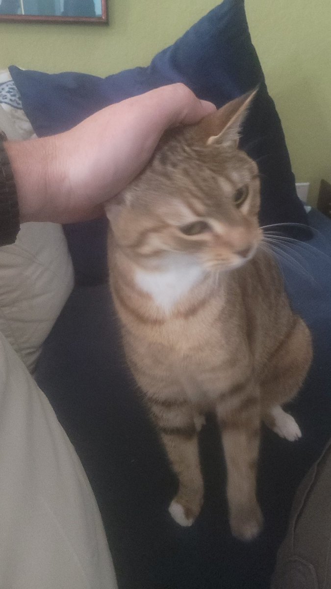fdimuccio4's tweet photo. @ellle_em This is Kawaii Chan, my mom's 14 yr old trash cat that was rescued from a Walmart dumpster. https://t.co/n1UPYmGbQw