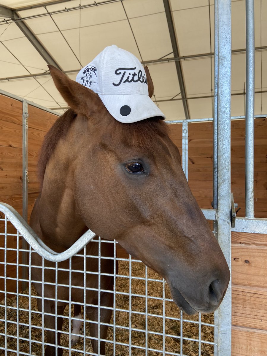 HPFarmsLLC's tweet photo. Oskee Wow Wow on the work tab looking very serious. 

#PKP  #GulfstreamPark #odwyerracing #HPF #LetsRace #Docinsocal https://t.co/3qWQ0OaK5k
