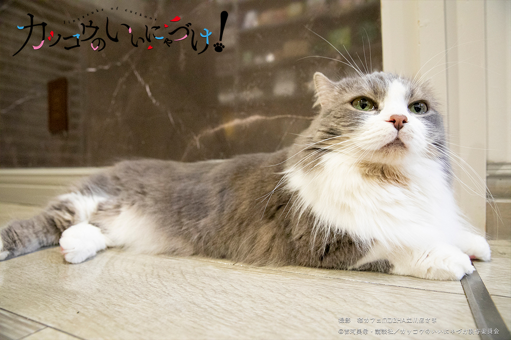 cuckoo_anime's tweet photo. 🐱カッコウのいいにゃづけ🐱

TVアニメ「カッコウのいいにゃづけ！」
公式Twitterです🐱

本日は1日4匹の猫たちの様子をお届け🐱
AM10時から投稿予定ですので🐱
ひとまずおやすみなさい🌙

▽「＃カッコウの許嫁」は今月4/23より放送🐣▽
https://t.co/2FUtP1XC2K https://t.co/XPnK70ECF5