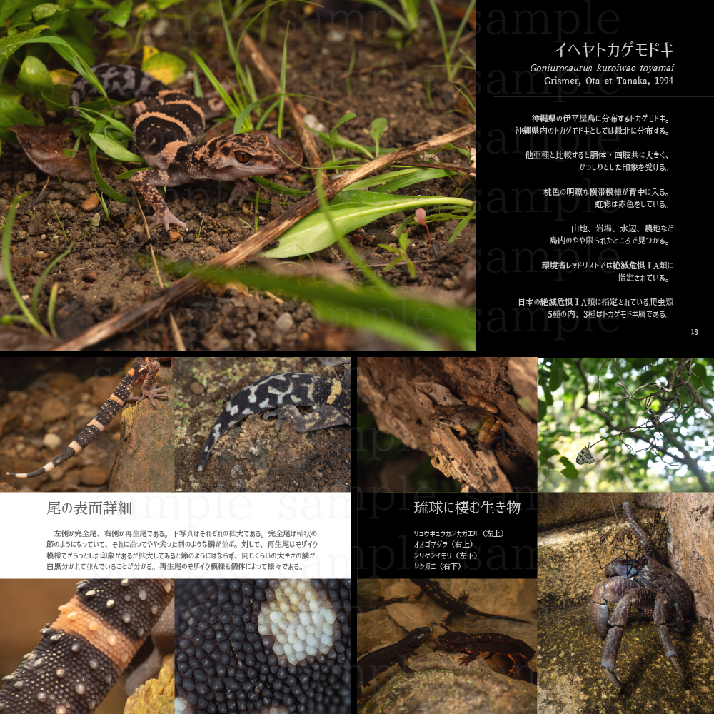 今回は同人誌を2種類販売しています
「インドスリランカ生物紀行」
南アジア遠征の記録です。こちらは初めてお店に置いていただきます。写真たっぷりです!

「トカゲモドキ探訪録」
日本のトカゲモドキのミニ図鑑兼写真集です。
見本誌もあるのでご覧ください👀

#いきものづくし
#いきものづくし2022 
