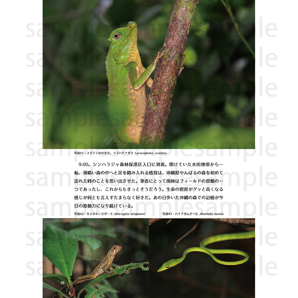 今回は同人誌を2種類販売しています
「インドスリランカ生物紀行」
南アジア遠征の記録です。こちらは初めてお店に置いていただきます。写真たっぷりです!

「トカゲモドキ探訪録」
日本のトカゲモドキのミニ図鑑兼写真集です。
見本誌もあるのでご覧ください👀

#いきものづくし
#いきものづくし2022 