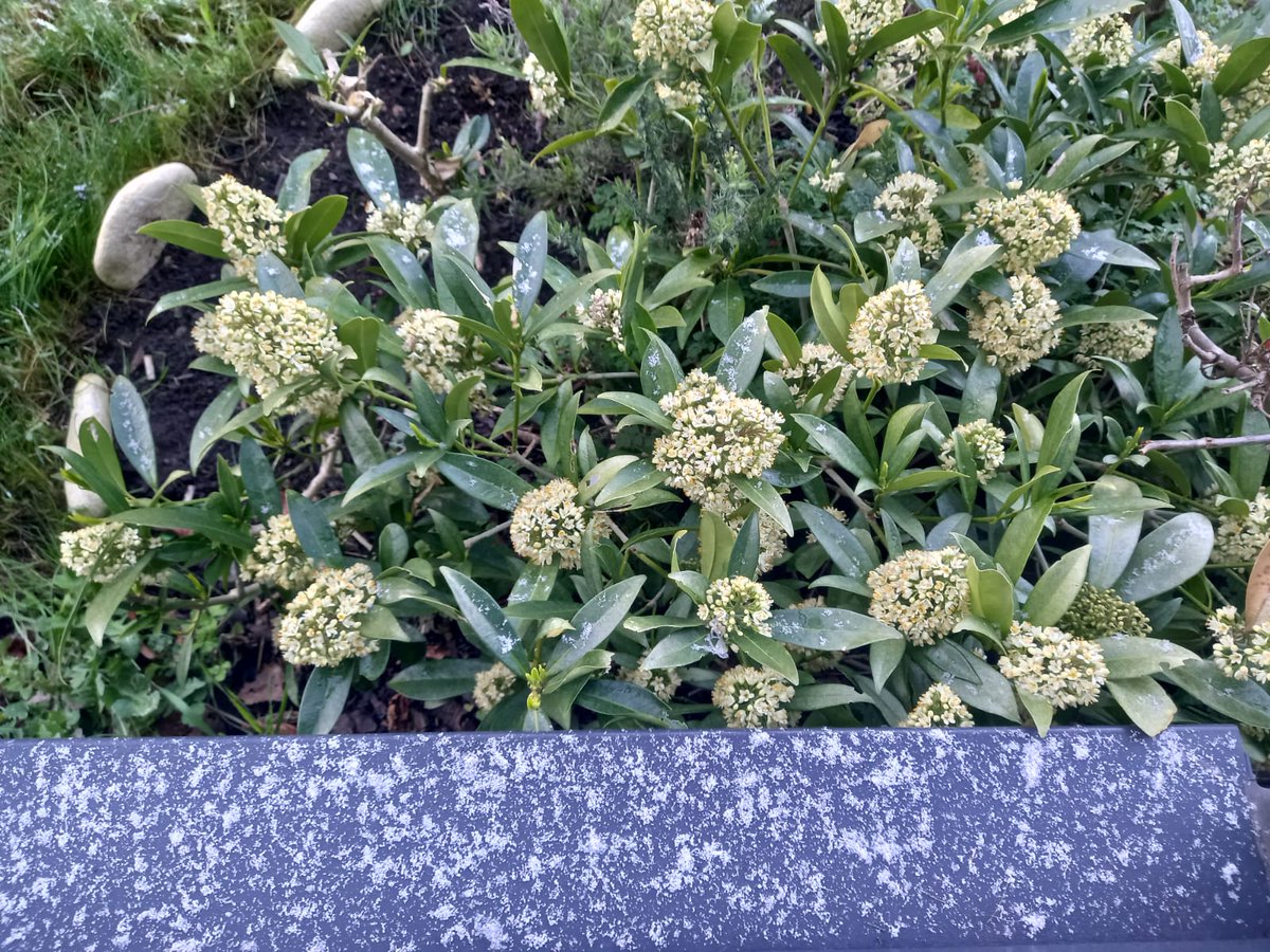 DigitalZood's tweet photo. @DCSCInc Looks more like this today! 
#snow #snowflake #Spring https://t.co/OZJwD7Pohz