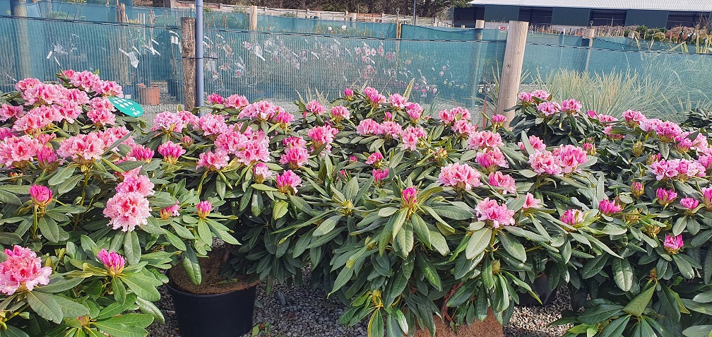 Grasslands Nursery tweet media