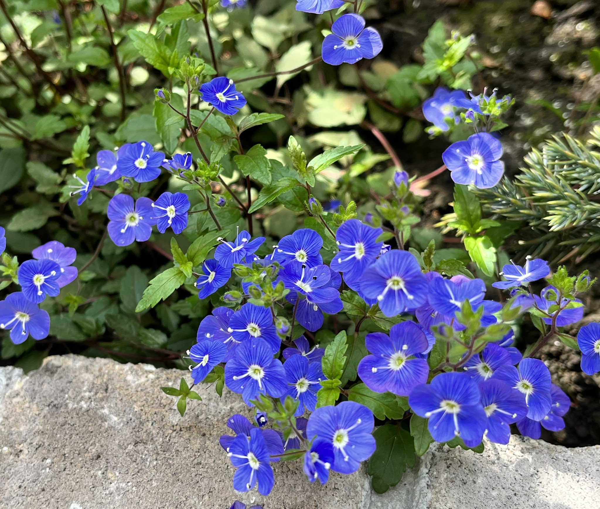 オックスフォードブルー Twitter Search Twitter