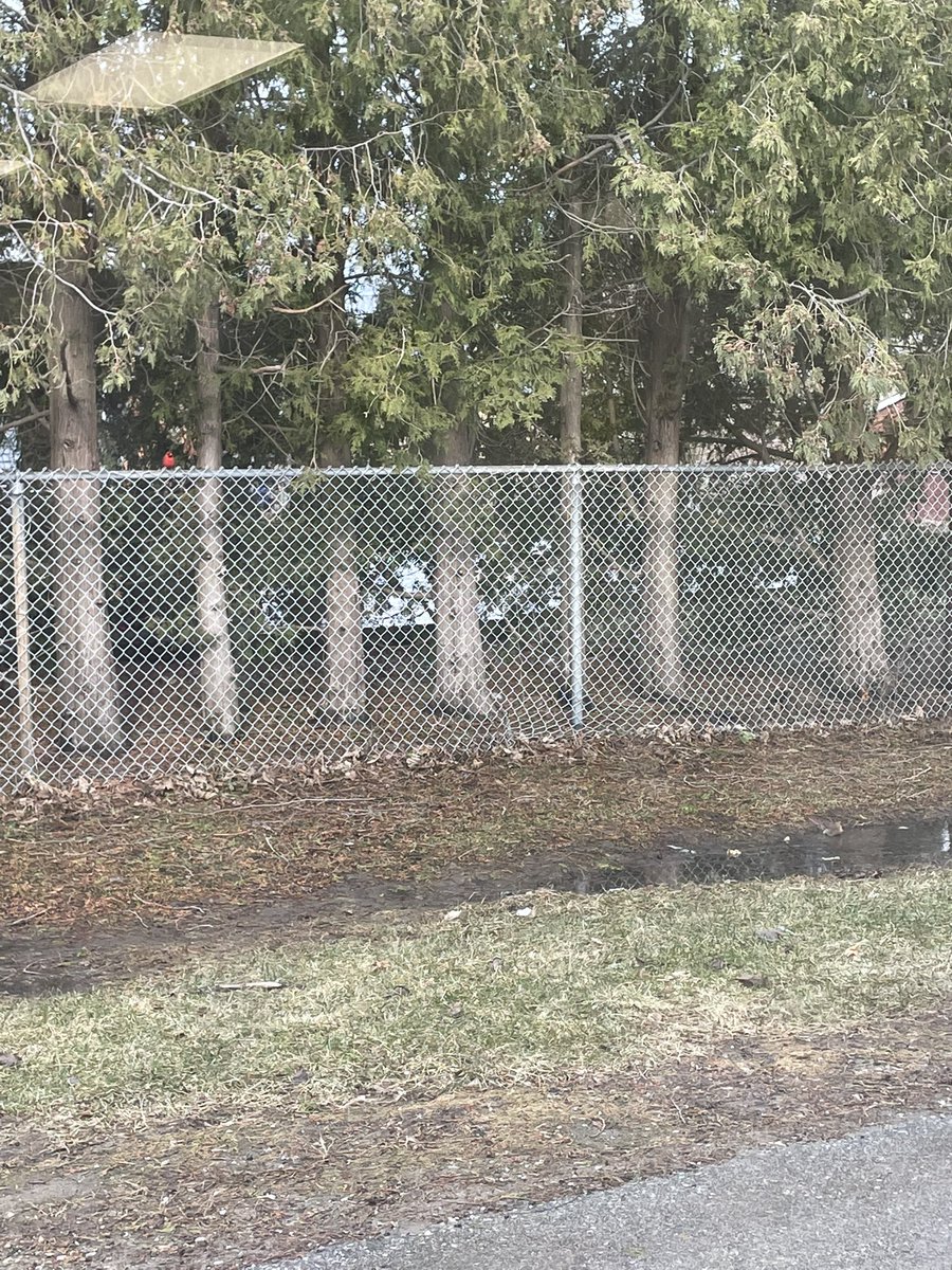 This morning a student spotted a cardinal out of our window! We took the time to watch as the female bird washed herself in the puddle and the male bird stood guard on the fence. The first signs of spring are here!