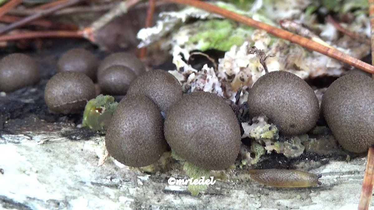margit_riedel's tweet photo. MUSHROOM BEAUTY #TwitterNatureCommunity #forest #NatureBeauty #mycology #fungi #biodiversity #biodiversityLoss #sustainability #naturalsolution #ecology #decarbonizer Do not clear cut forests!!! #NoGlyphosate https://t.co/fFLdxbUXCa