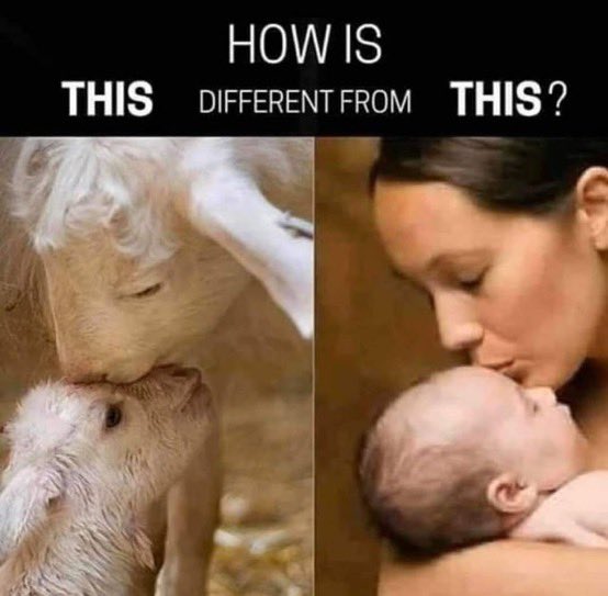 Almuth Siegl🌍Environment and Animal Advocate tweet media