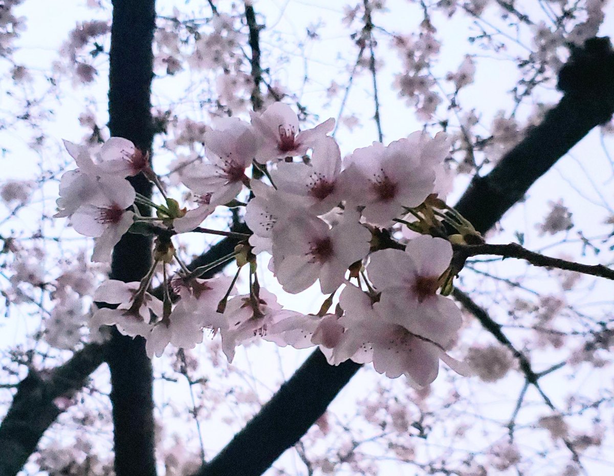 m_msnow's tweet photo. 桜が満開だー🌸
どこいっても満開の🌸が見れて嬉しい🎵この雨で散らなければいいけど…
そして久々の梅欄、美味しかったー☺️ https://t.co/cMobGuDmwx