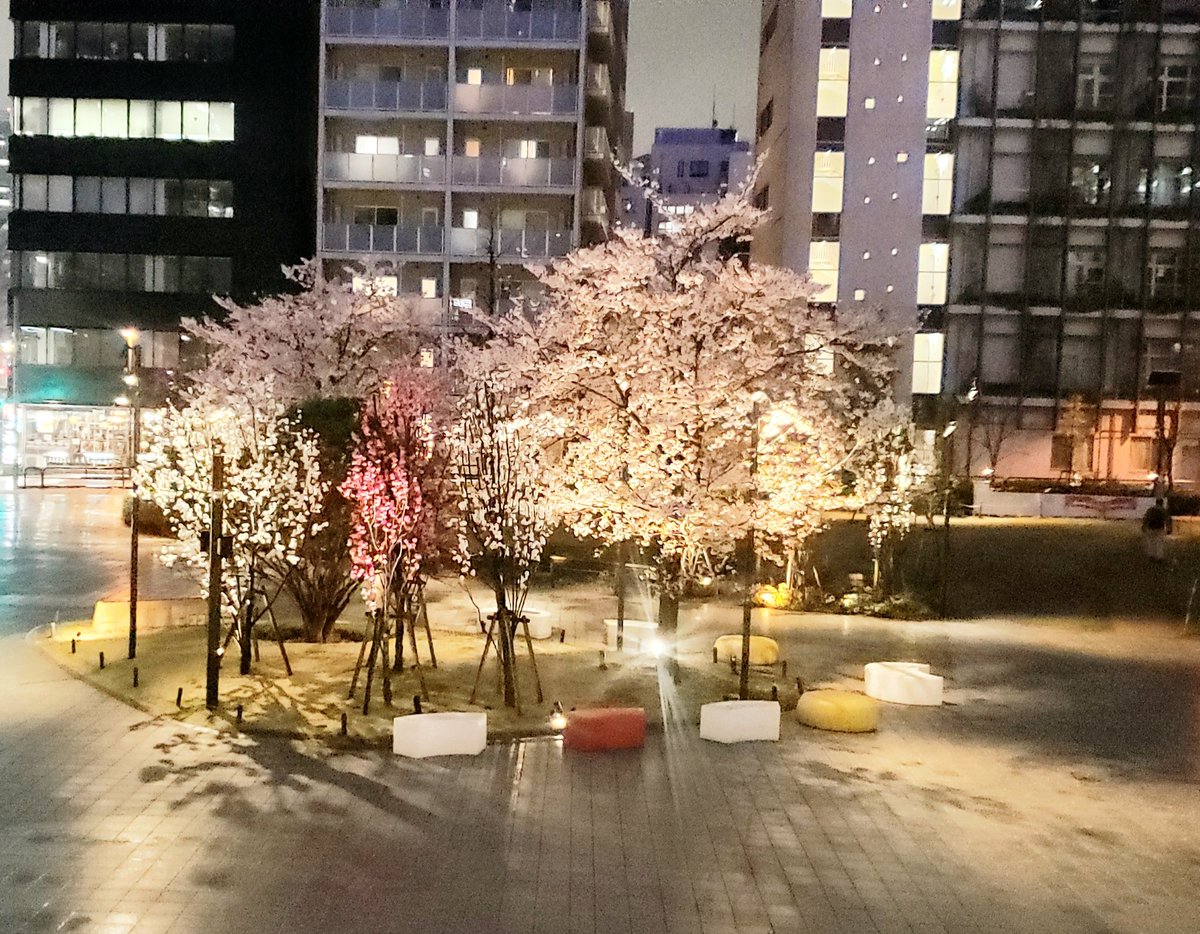 m_msnow's tweet photo. 桜が満開だー🌸
どこいっても満開の🌸が見れて嬉しい🎵この雨で散らなければいいけど…
そして久々の梅欄、美味しかったー☺️ https://t.co/cMobGuDmwx