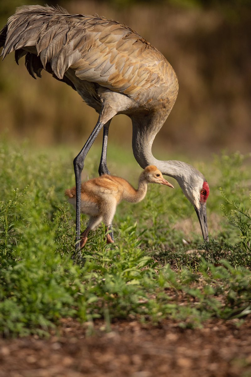 birdcrazed6's tweet photo. 🚨GIVEAWAY - ALERT 🚨 

At 26k I will be giving away a FREE 11X17 print shown below. Retweet and comment “done” to enter! Thanks 🖤

#TwitterNatureCommunity #birds #free #Giveaways https://t.co/v2Tuxsp9kH