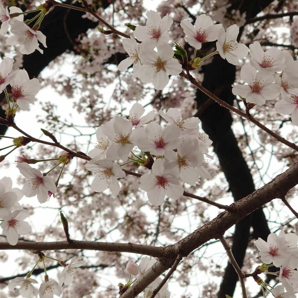 0708_tomo_0708's tweet photo. せっかく咲いてるのに
雨で散っちゃうかなぁ。
#サクラ
#桜
#樱花
#Bungasakura https://t.co/llvvF17Ek5 https://t.co/Nats5YiFxR