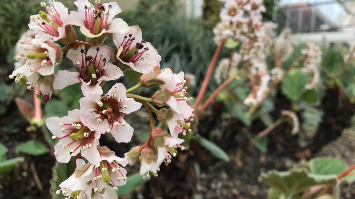 Windsor Great Park tweet media