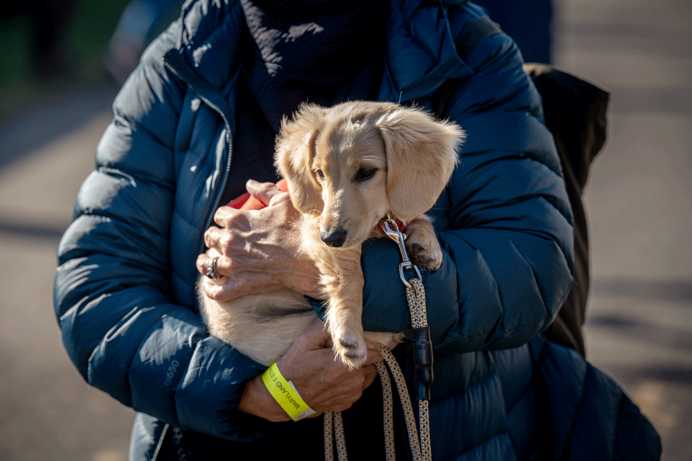 Maryland5Star's tweet photo. Happy #NationalPetDay from the dogs of the inaugural Maryland 5 Star at Fair Hill, courtesy of Jim Barnes Photography!🐶🐴 #Maryland5Star #MD5Star #eventing #CCI5 #5Star #dog #dogsofinstagram #mars #marsequestrian https://t.co/Ipmn9kX8n0
