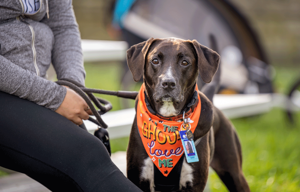 Maryland5Star's tweet photo. Happy #NationalPetDay from the dogs of the inaugural Maryland 5 Star at Fair Hill, courtesy of Jim Barnes Photography!🐶🐴 #Maryland5Star #MD5Star #eventing #CCI5 #5Star #dog #dogsofinstagram #mars #marsequestrian https://t.co/Ipmn9kX8n0