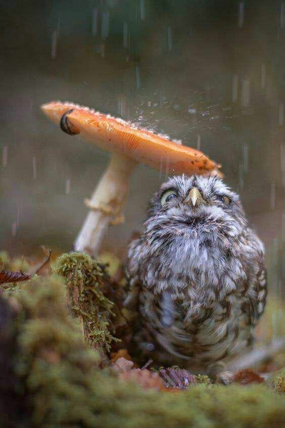 Giselle_zmm's tweet photo. It's raining...😄 https://t.co/poRnnwydvg