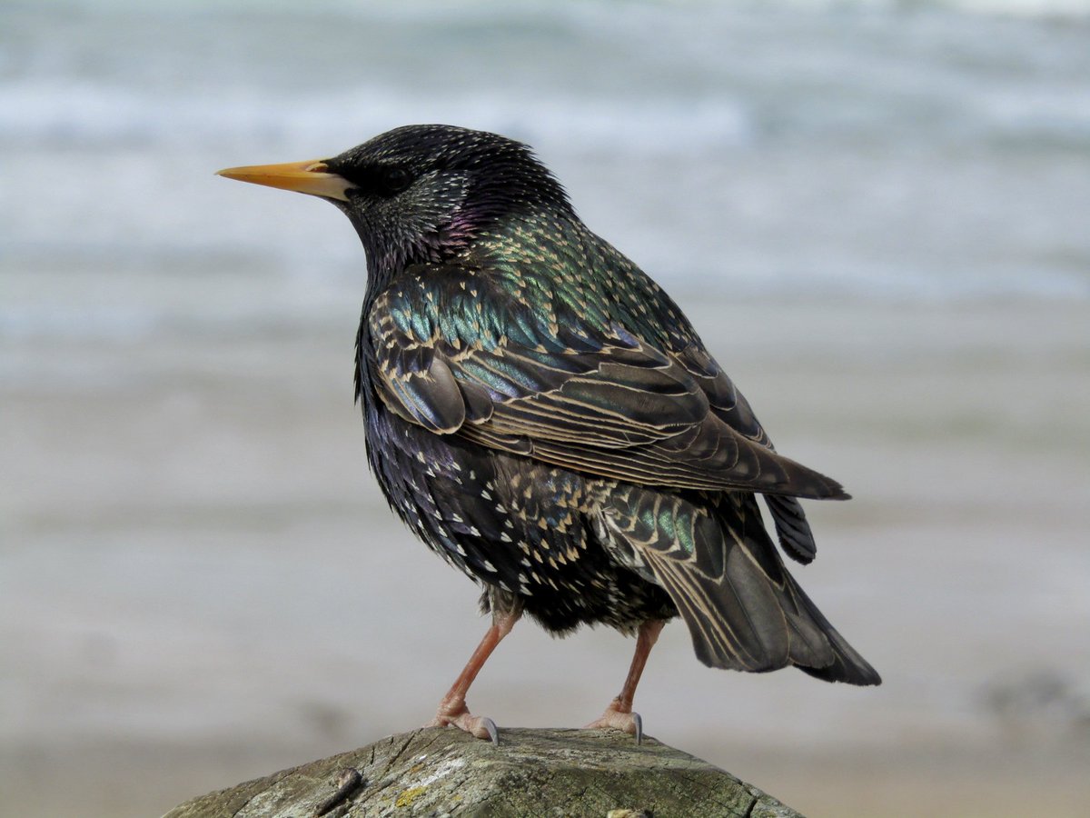 Starling. Newquay, Cornwall.
⁦@CBWPS1⁩ ⁦@Natures_Voice⁩ #FistralBeach #BirdsSeenIn2022 #TwitterNatureCommunity #birds
