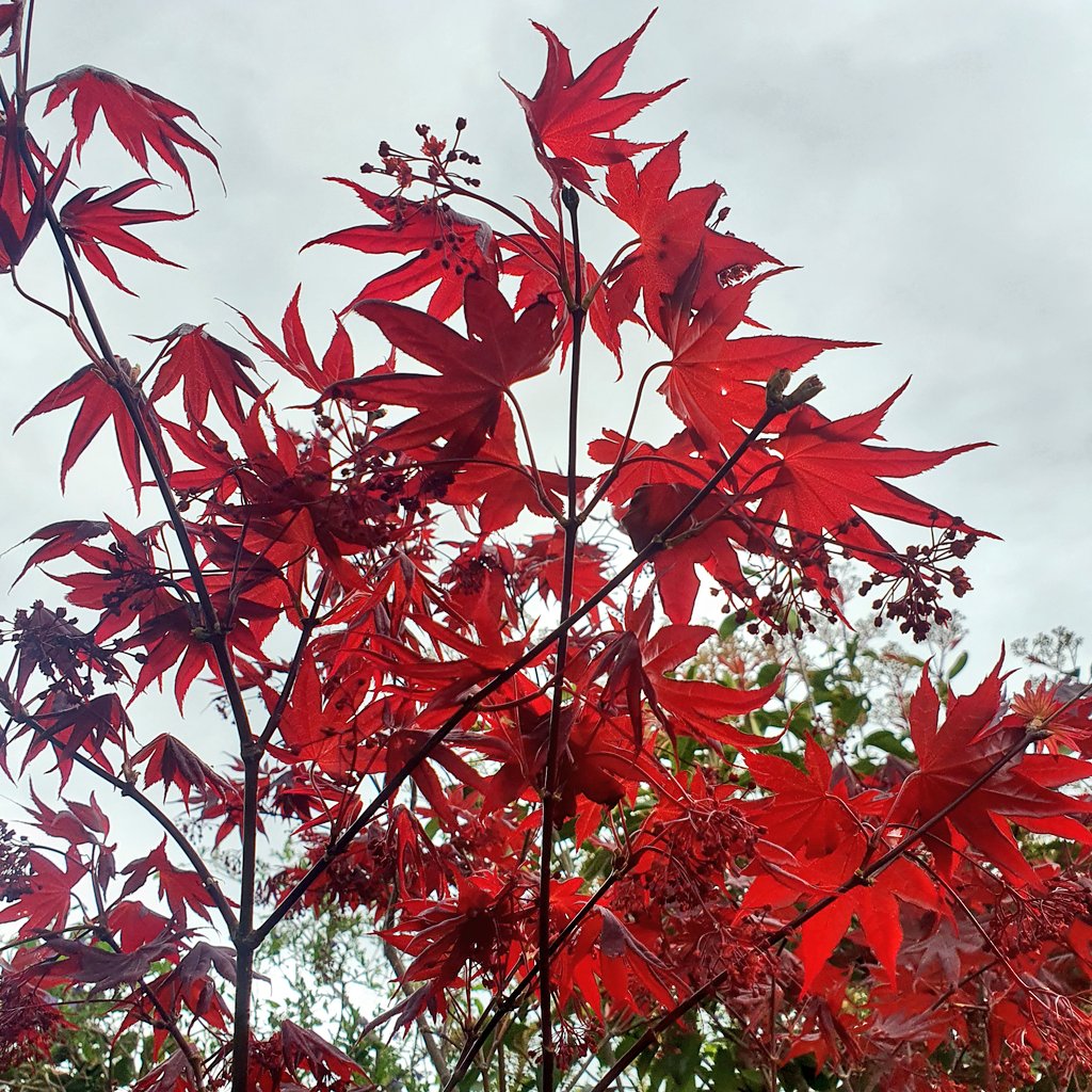 GeniuGherardi's tweet photo. Mezu à u giardinu, e fronde purpurine di l'aceru di u Giappone.😉
#Veranu https://t.co/KH50qeWaCp