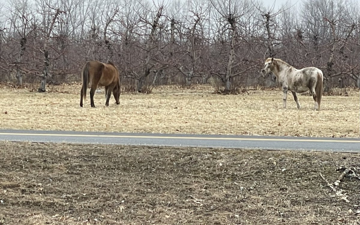 MT_Sicard's tweet photo. You never know who is going to come and visit Matthew Thornton!! Some beautiful horses wanted to come say hi to our little Tigers as we say goodbye to March. https://t.co/KgcRDHpeUe