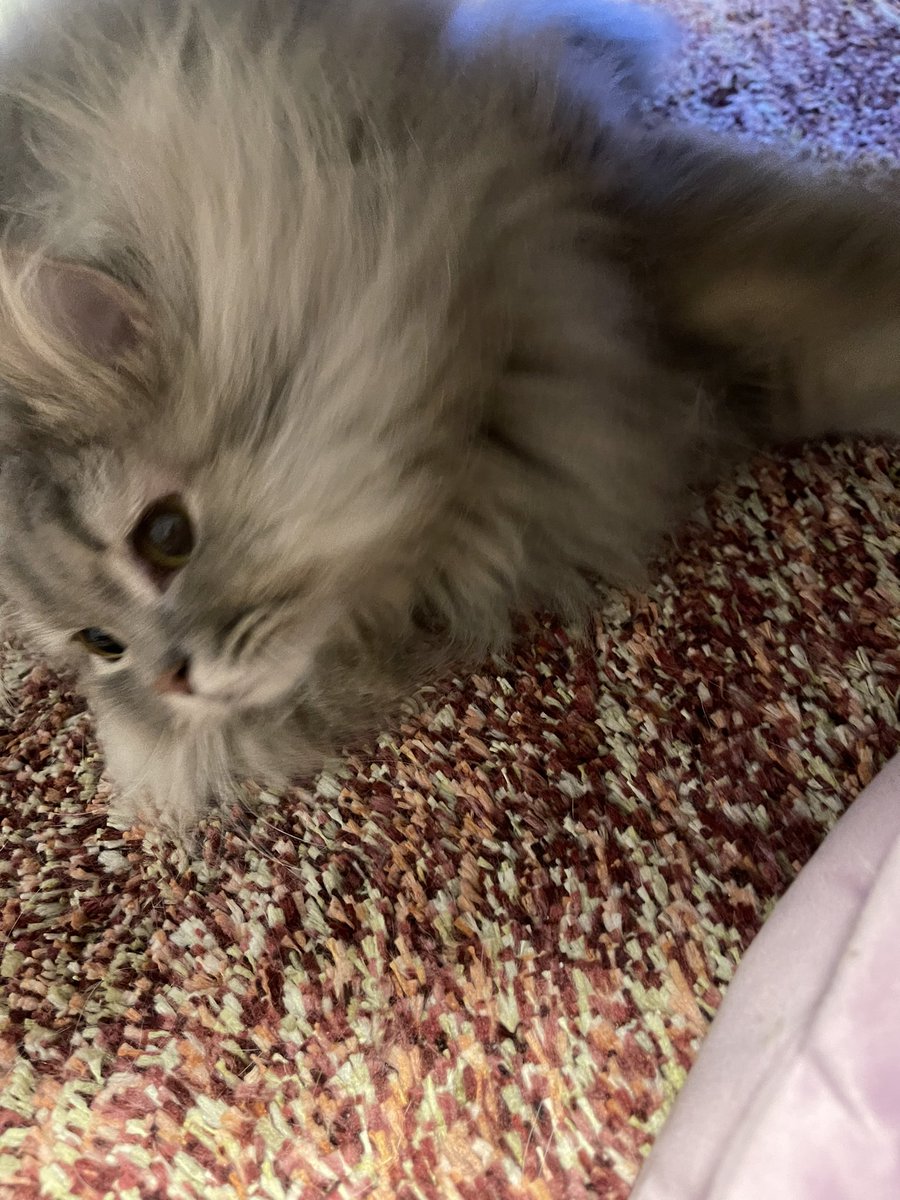halna87's tweet photo. おやすみ♡

#ラガマフィン
#猫好き https://t.co/RHA8ZKZOqy