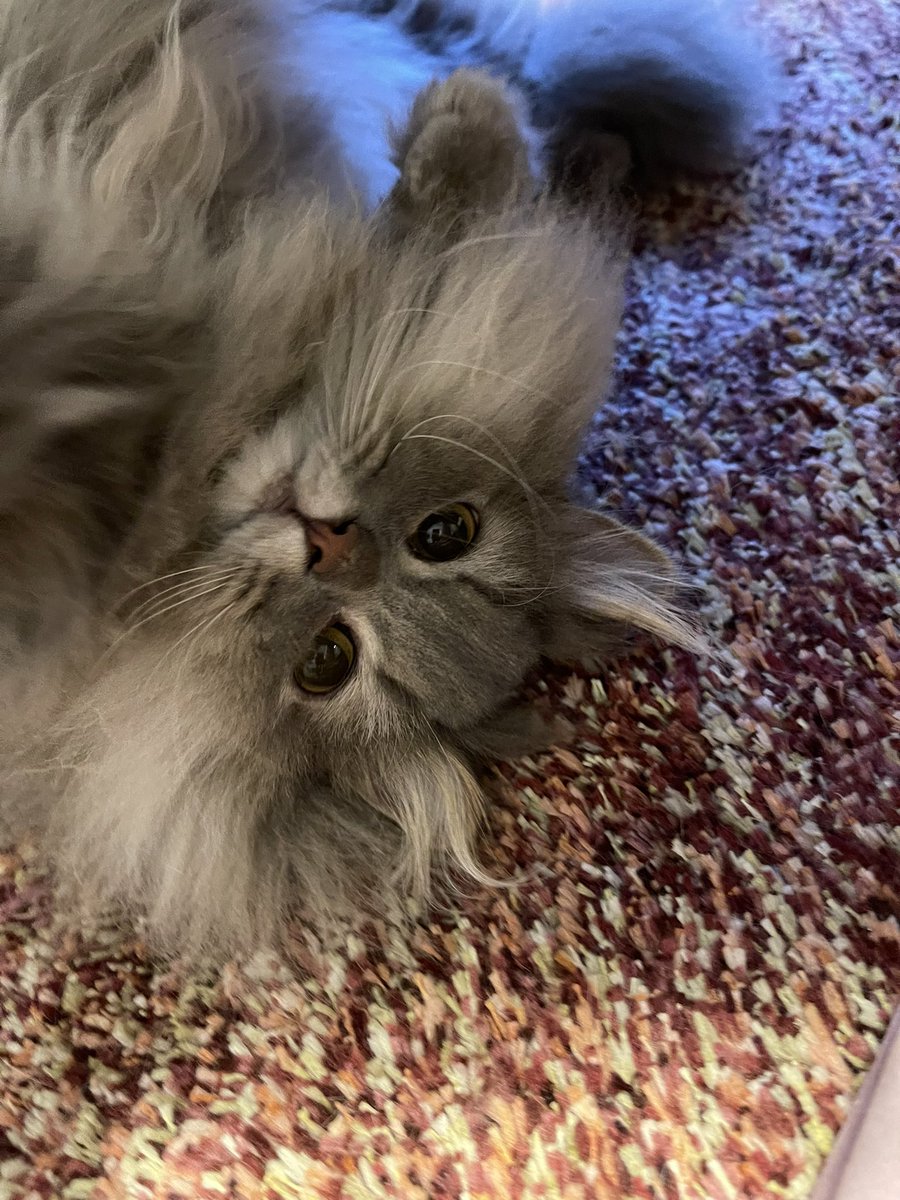halna87's tweet photo. おやすみ♡

#ラガマフィン
#猫好き https://t.co/RHA8ZKZOqy