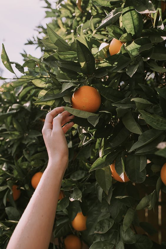 abarcashoes's tweet photo. 🍊 Delicadeza, calma, proximidad, calidez, humanidad, família, calidad...

👡¿Qué te transmite #Abarca a ti? Te leemos ☺💬

#abarca #alpargatas #yute #pie #madeinspain #abarcashoes #alpargatasartesanales 
https://t.co/kXlULb5Hcr https://t.co/zFq5ZhMGbq