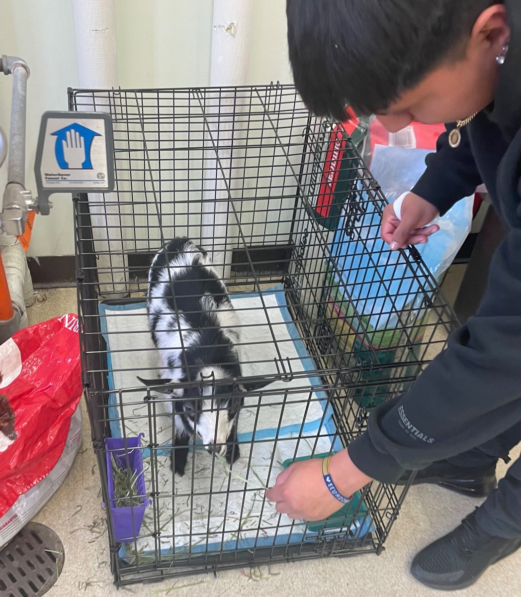 TimLisante's tweet photo. QUEENS ACADEMY @transferhs @Commonpoint_Qns / Great collaborations/ student paid internships/ PSAL; TopPics: Principal Memola w/ APs; HorticultureClass; Bottom Pics: Goats/ Farm Project in Flushing! @DOEChancellor @ACCESS_NYCDOE 
@rotondo_paul https://t.co/uVzipo9lZL