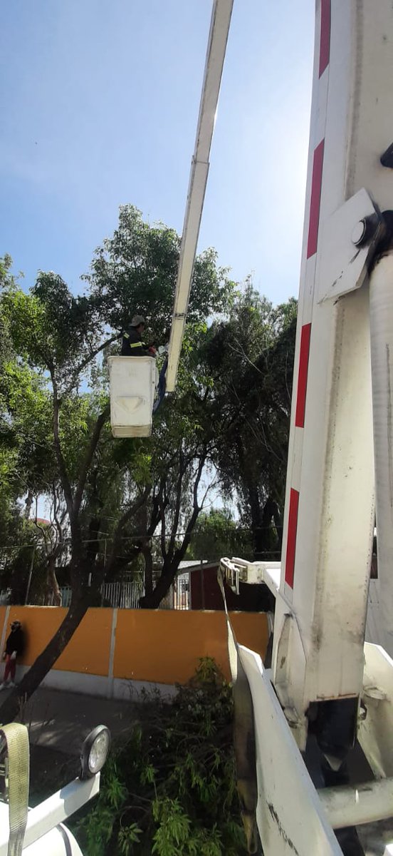 AlcCuauhtemocMx's tweet photo. En #ColRomaNorte y #ColRomaSur realizamos #poda✂️🌳, en las calles Colima y Jalapa. https://t.co/48pxQDzfXA