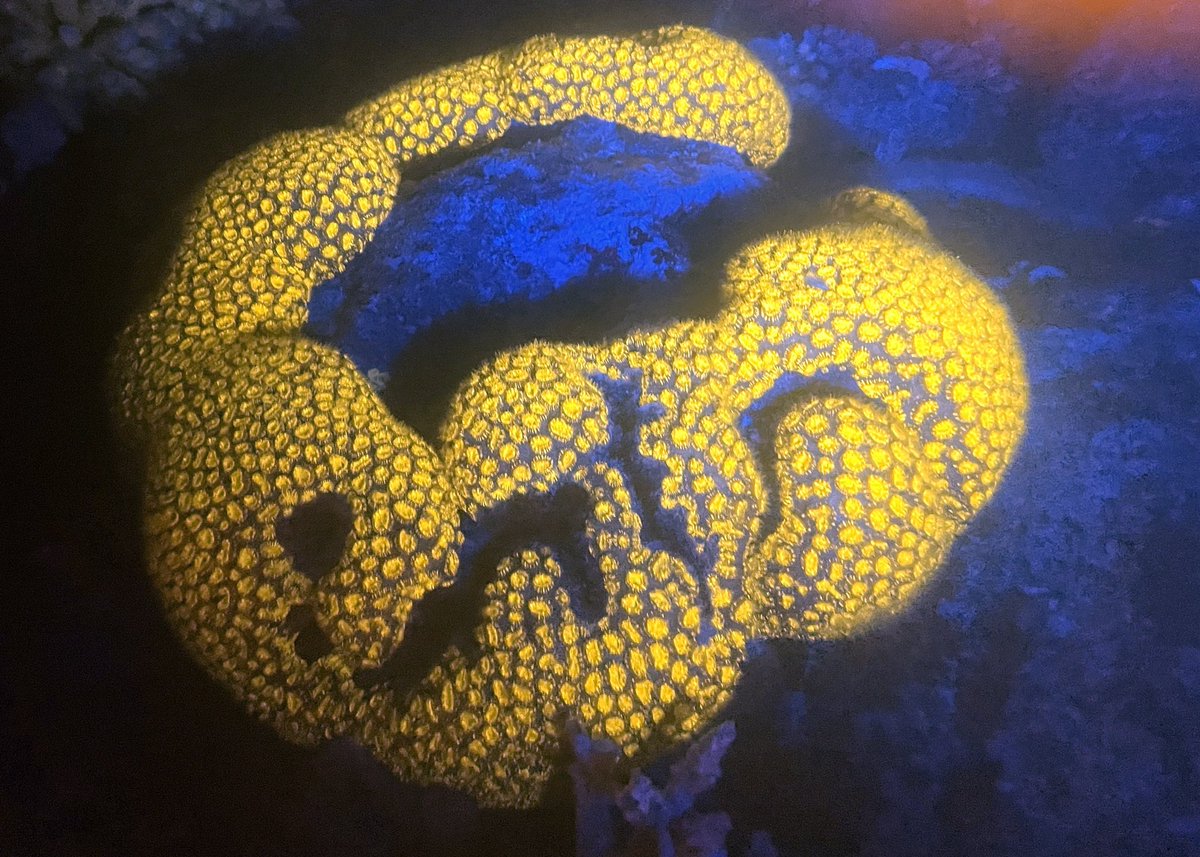 🧠 or coral 🪸?
This is not a #brain but a shallow water #coral glowing shot I took at #nightdive under #UVlight!