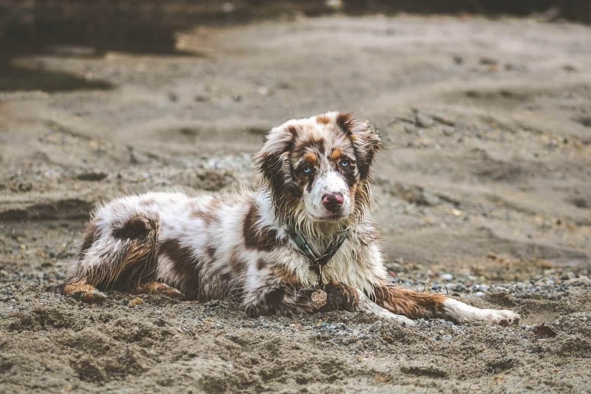 The trifecta🔺: Stinky, sandy, and sassy. Reply with a pic of your pup and describe it in 3 words😂 
#twitterdogcommunity #DogsofTwittter #dogsofinstagram #dirtydog