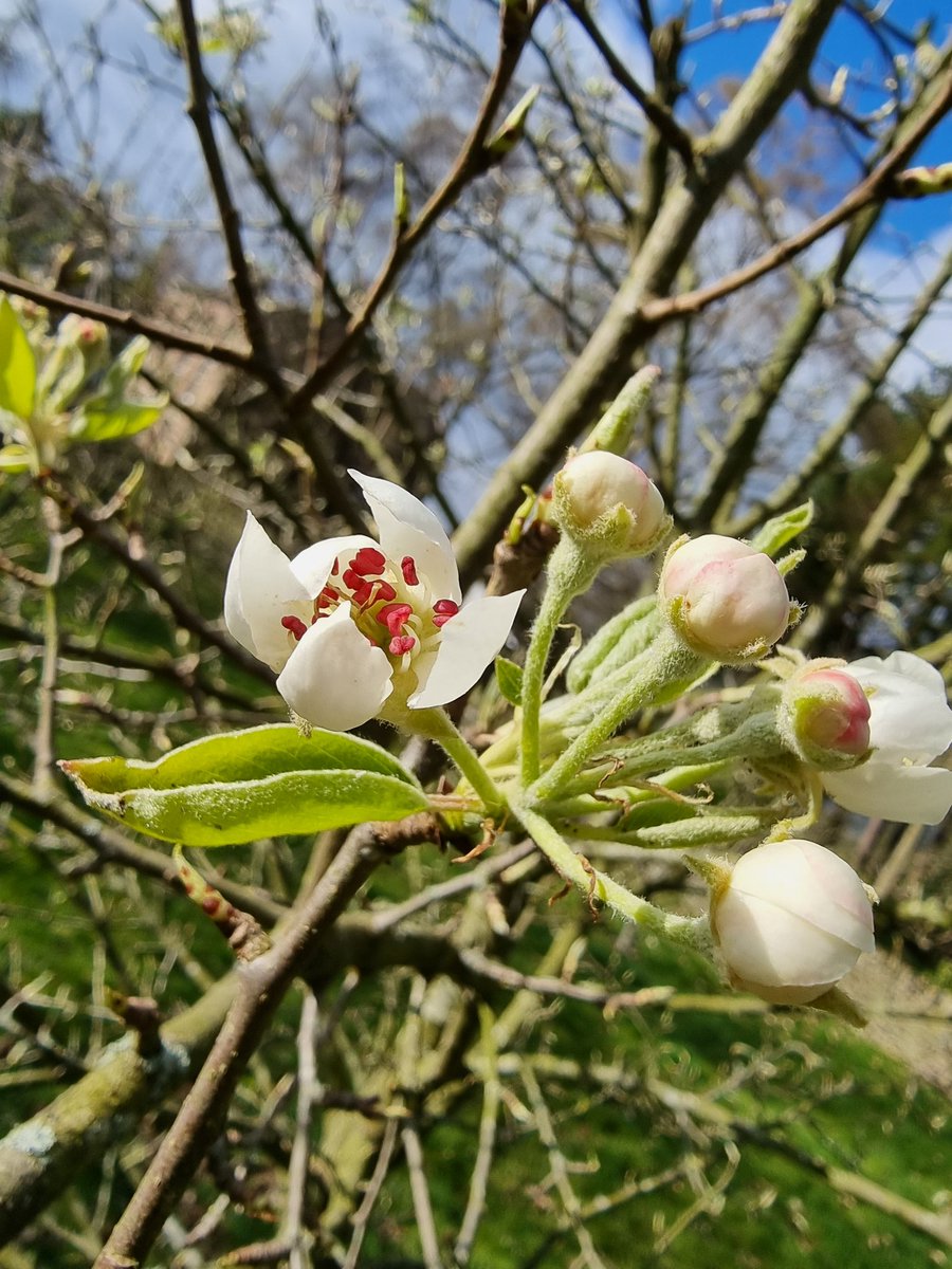 RANDOM APPLE COMPANY tweet media