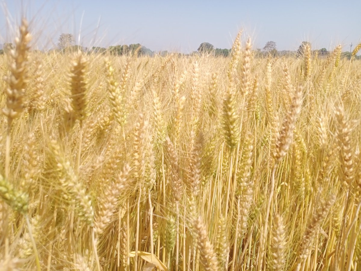 BrajeshSinghR10's tweet photo. #Wheat 
#DBW187 https://t.co/92btzRU7eO