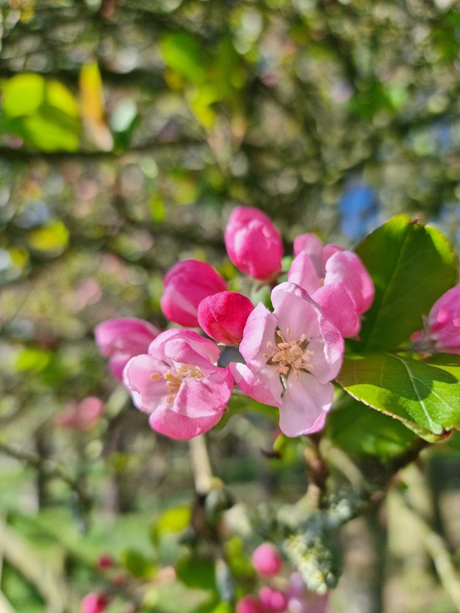 RANDOM APPLE COMPANY tweet media