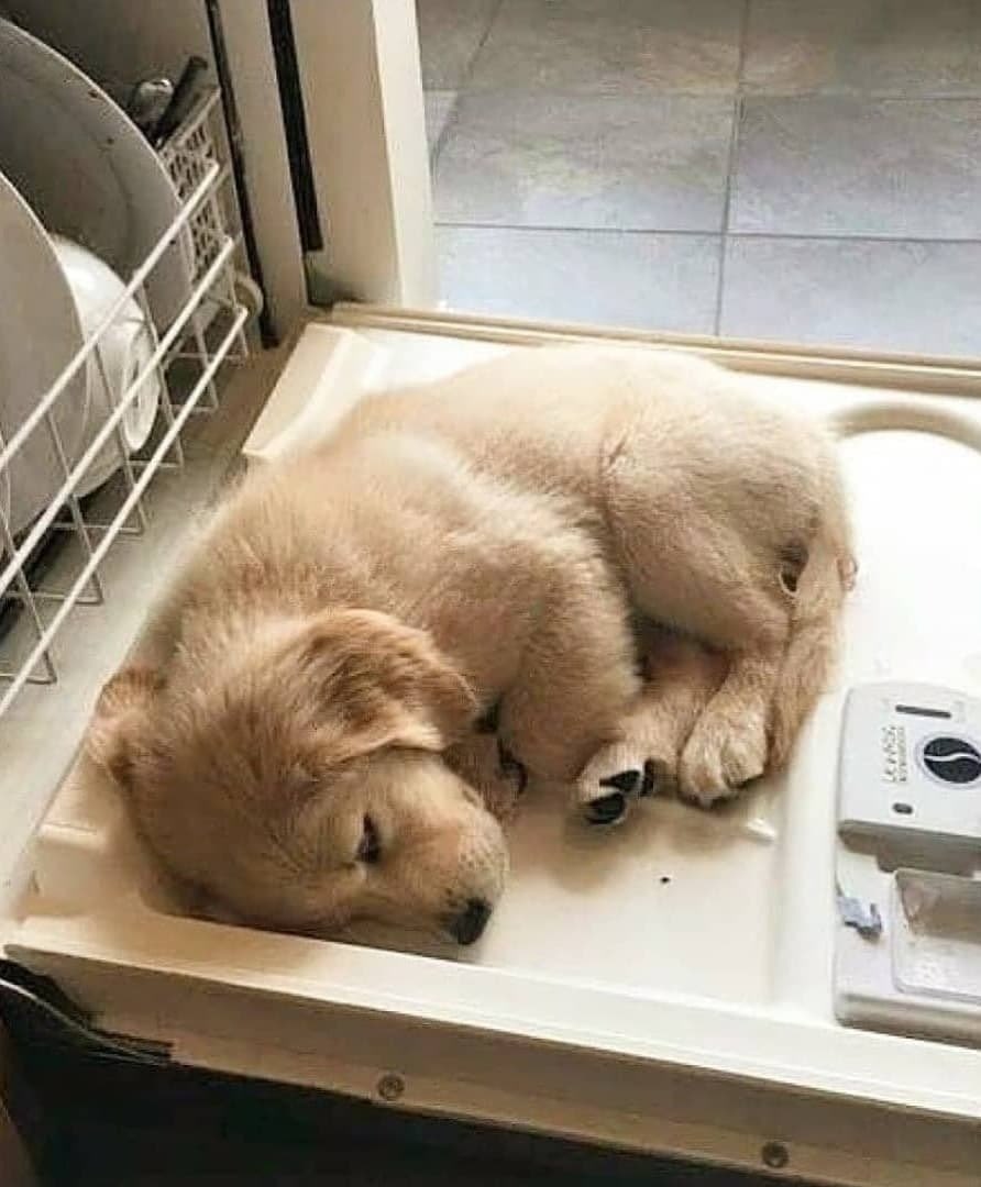 aestheticspost_'s tweet photo. I can sleep wherever and whenever I want! https://t.co/ez3vYAycdt