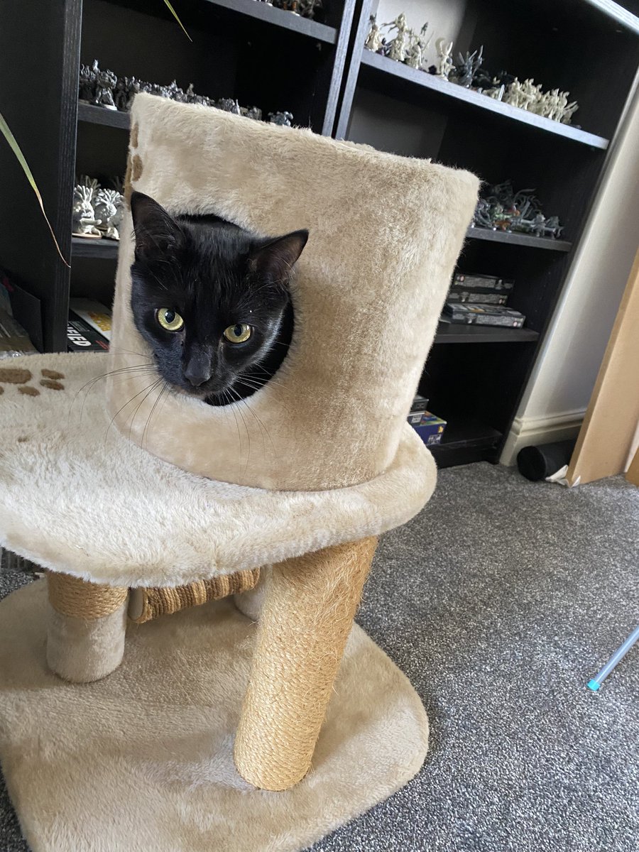 Tsebaracor's tweet photo. @CPBridgendAC only been a couple of days but seems Leo is happy and settled in his forever home! https://t.co/sES9qqIyuL