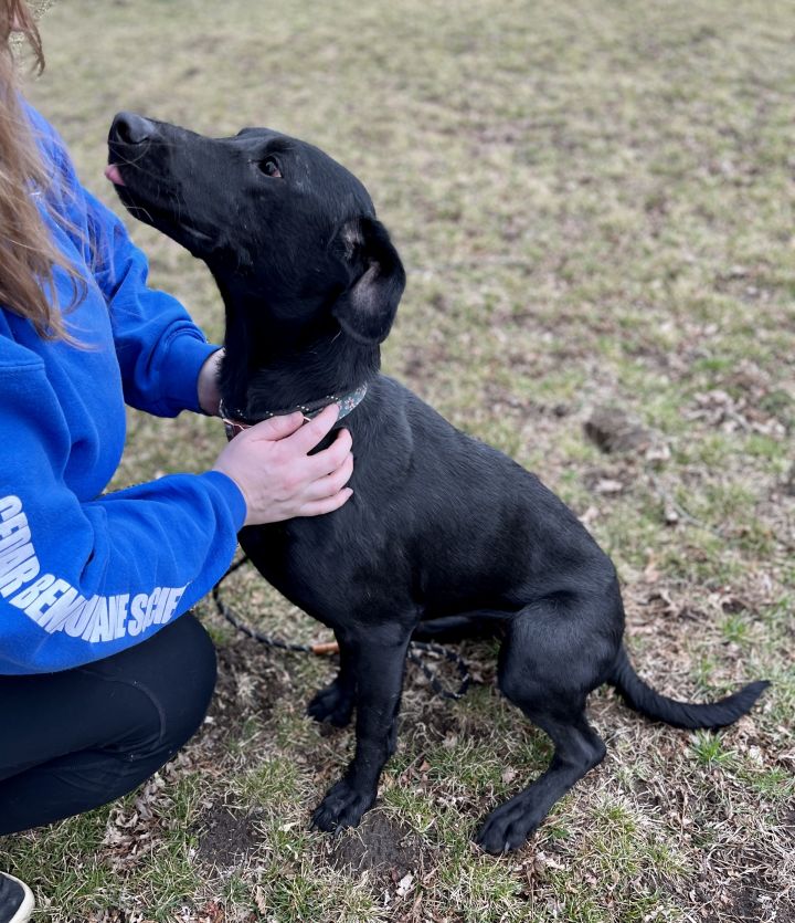 Cedar Bend Humane tweet media