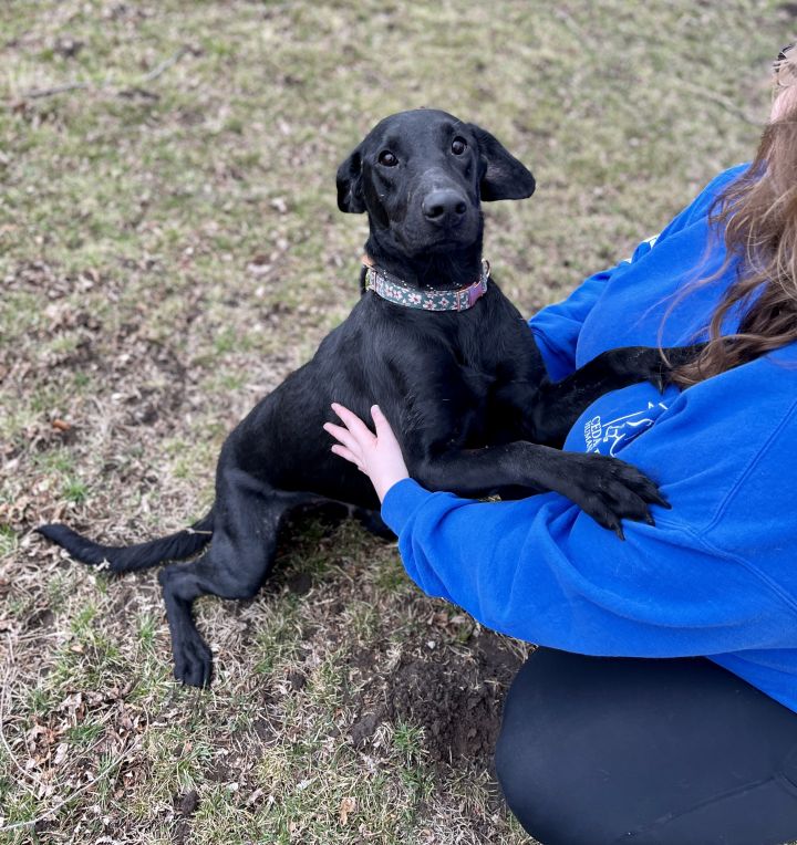 Cedar Bend Humane tweet media