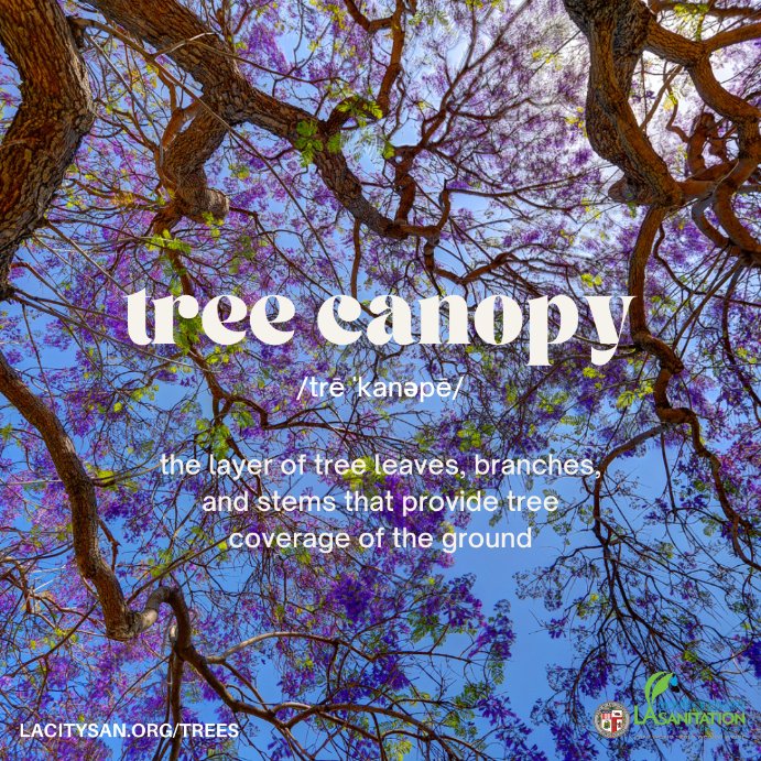 LACitySAN's tweet photo. #DYK we provide #free street #trees &amp; use grants to plant trees in communities lacking tree canopy
...or that @lacity has an Ofc of City Forest Mgmt in @LACityDPW 
...or that @cityplants offers tree adoption #events 
...or that you can be a tree #ambassador
#resources #growshade https://t.co/APGSotJ98Q